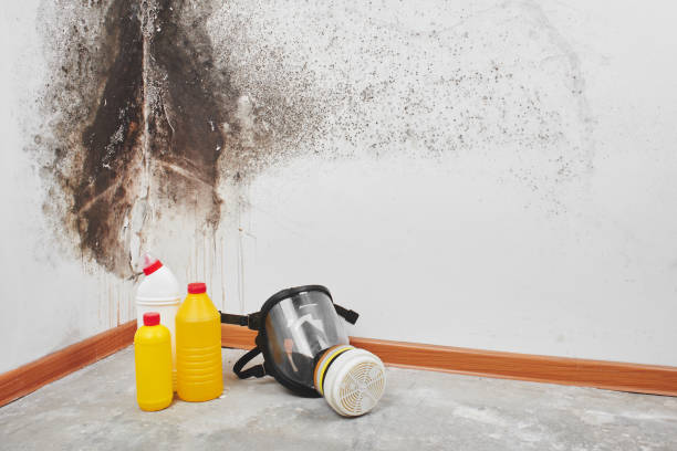 Best Attic Mold Removal  in Cuyahoga Falls, OH