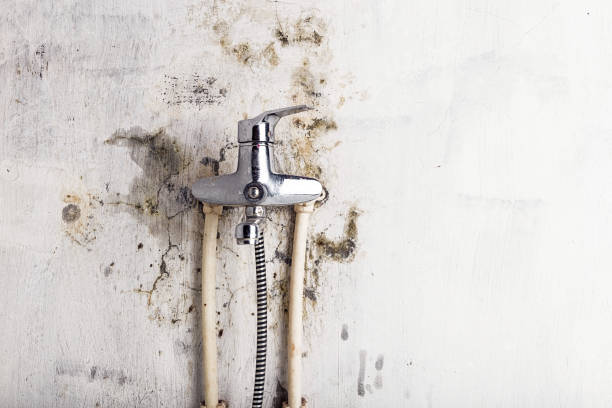 Best Fast Mold Removal  in Cuyahoga Falls, OH