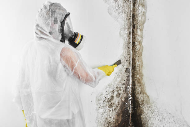 Best Emergency Mold Removal  in Cuyahoga Falls, OH