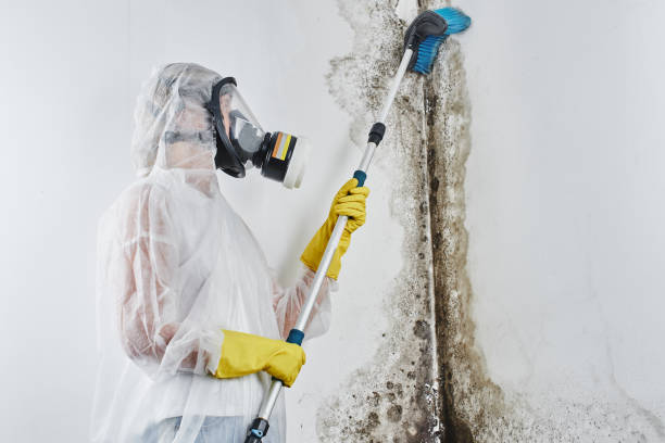Best Toxic Mold Removal  in Cuyahoga Falls, OH