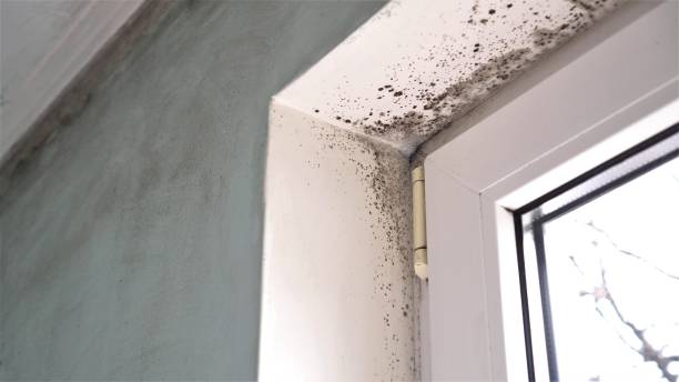 Best Home Mold Removal  in Cuyahoga Falls, OH
