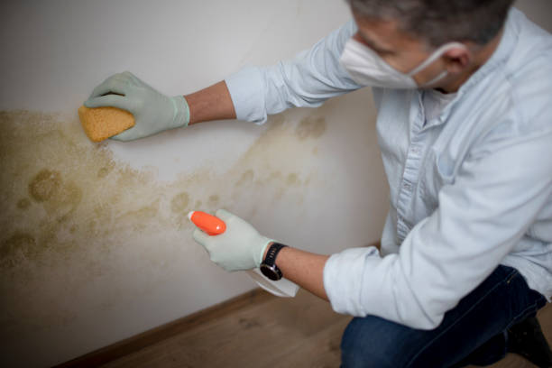 Reliable Cuyahoga Falls, OH Mold Removal Solutions