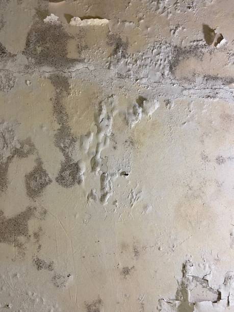 Best Residential Mold Removal  in Cuyahoga Falls, OH